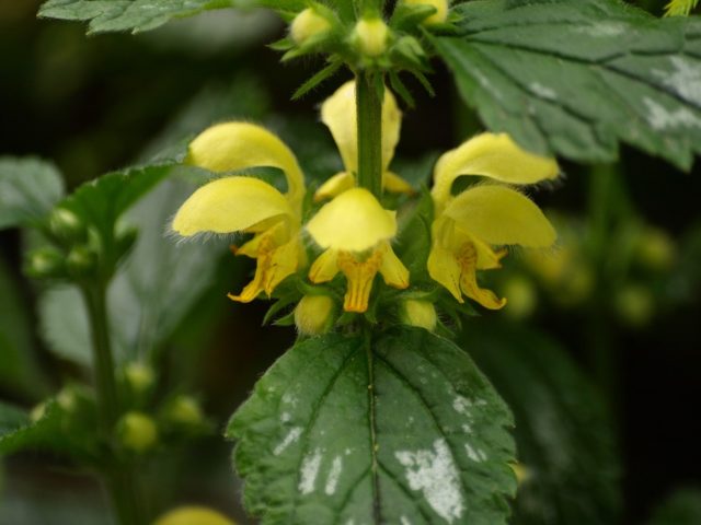 Yellow lamb (green motherwort): flower structure, planting and care