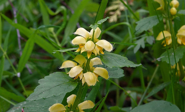 Yellow lamb (green motherwort): flower structure, planting and care