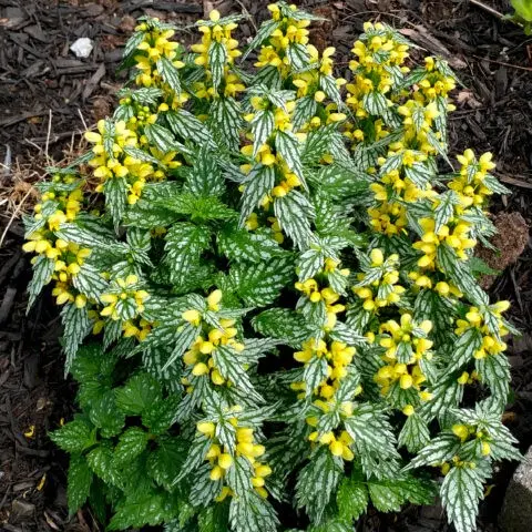 Yellow lamb (green motherwort): flower structure, planting and care