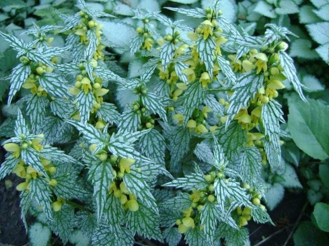 Yellow lamb (green motherwort): flower structure, planting and care