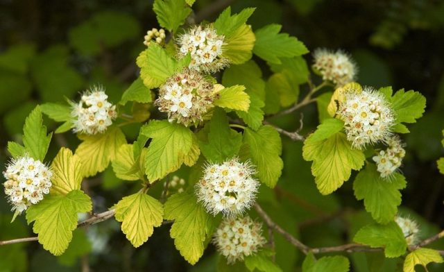 Yellow-leaved vesicle: description and photo