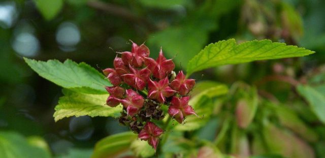 Yellow-leaved vesicle: description and photo