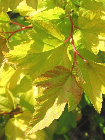 Yellow-leaved vesicle: description and photo