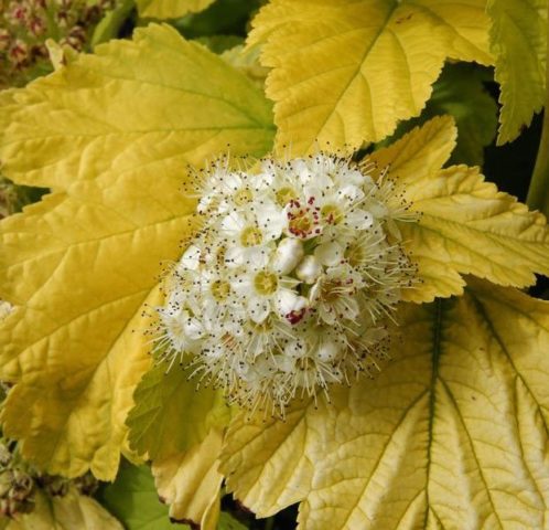 Yellow-leaved vesicle: description and photo