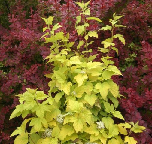 Yellow-leaved vesicle: description and photo