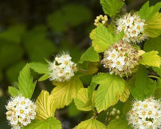 Yellow-leaved vesicle: description and photo