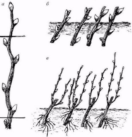 Yellow-leaved vesicle: description and photo