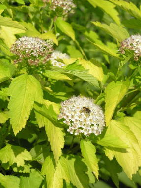 Yellow-leaved vesicle: description and photo