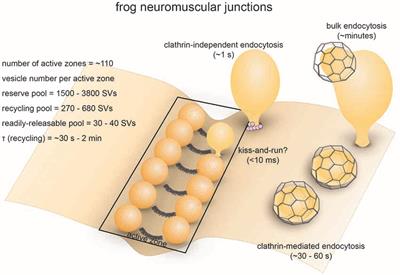 Yellow-leaved vesicle: description and photo