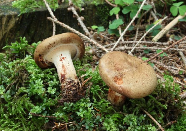 Yellow milk mushrooms: photo + description