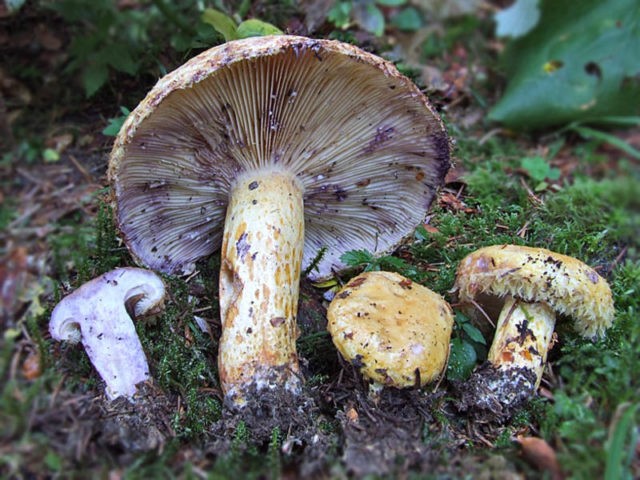 Yellow milk mushrooms: photo + description