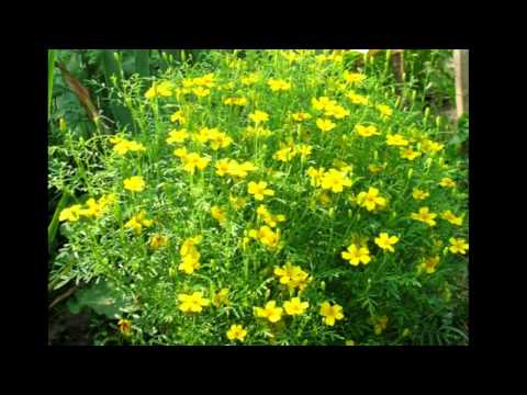 Yellow Perennial Flowers: An Overview of Plants