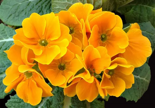 Yellow Perennial Flowers: An Overview of Plants