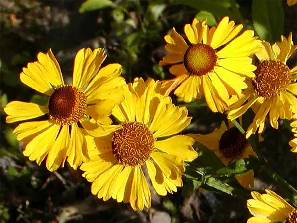 Yellow Perennial Flowers: An Overview of Plants