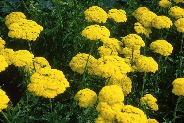 Yellow Perennial Flowers: An Overview of Plants