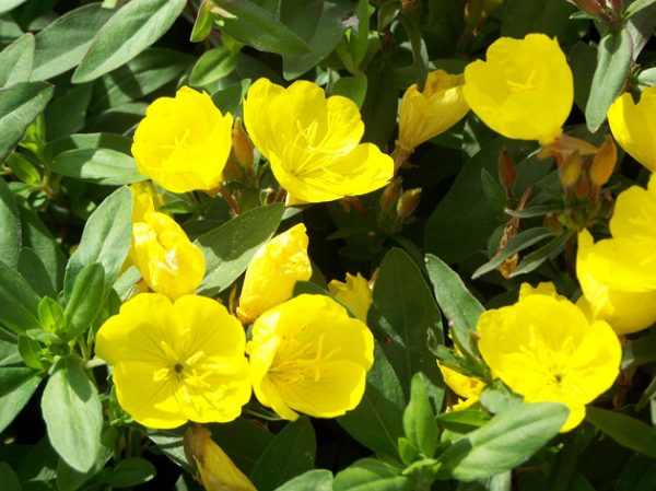 Yellow Perennial Flowers: An Overview of Plants