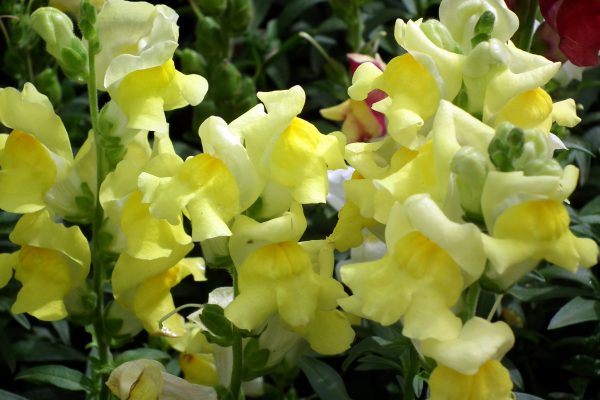 Yellow Perennial Flowers: An Overview of Plants