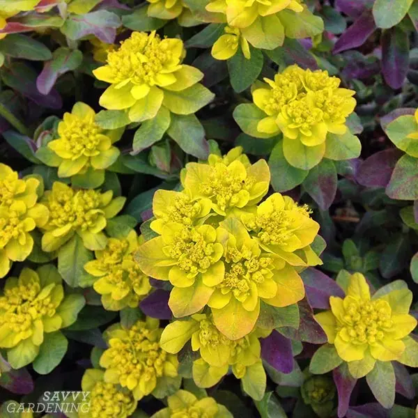 Yellow Perennial Flowers: An Overview of Plants