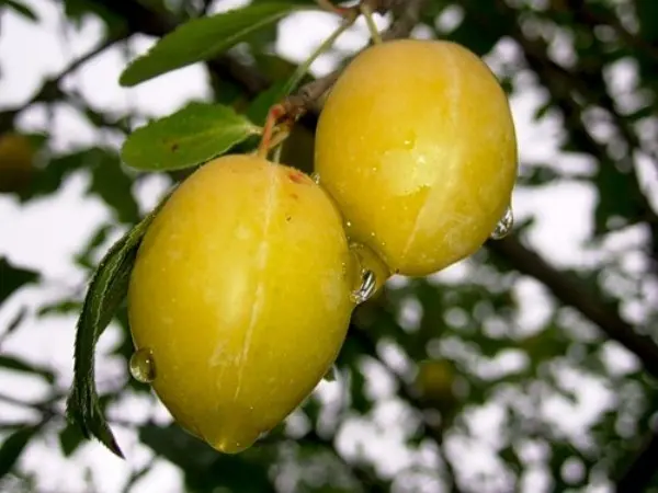 Yellow plum varieties: varieties, characteristics and description