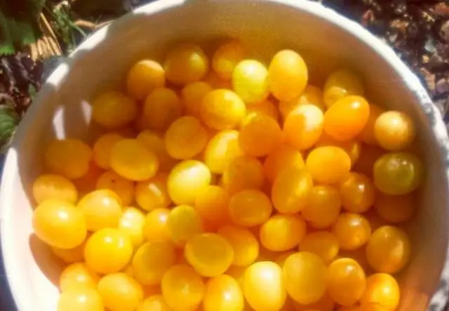 Yellow plum wine at home 