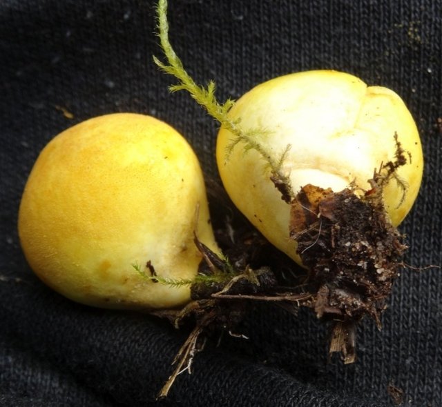 Yellow puffball (Lycoperdon flavotinctum) photo and description