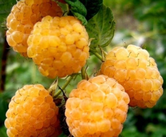 Yellow Raspberry Jam Recipes