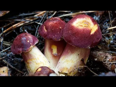 Yellow-red rowweed (Tricholomopsis rutilans) photo and description