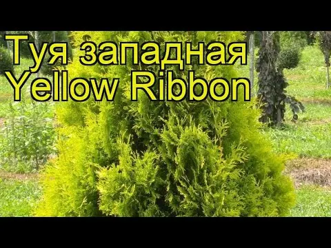 Yellow Ribbon (Yellow Ribbon): description and photo, reviews, height