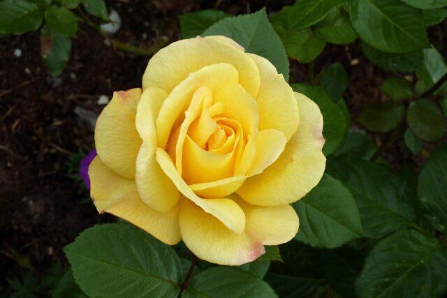 Yellow standard rose floribunda Arthur Bell (Arthur Bell)