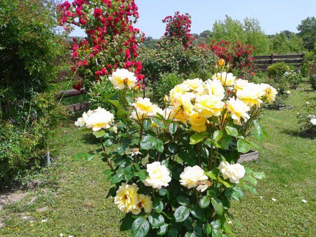 Yellow standard rose floribunda Arthur Bell (Arthur Bell)