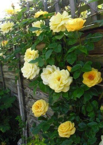 Yellow standard rose floribunda Arthur Bell (Arthur Bell)