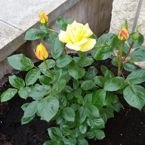 Yellow standard rose floribunda Arthur Bell (Arthur Bell)