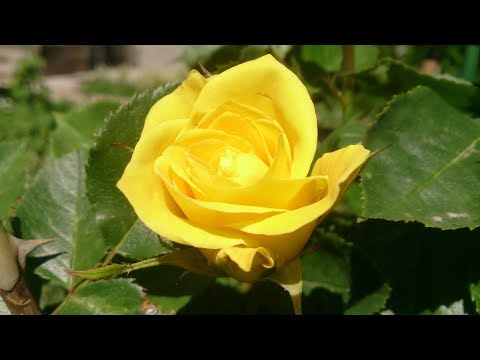 Yellow standard rose floribunda Arthur Bell (Arthur Bell)