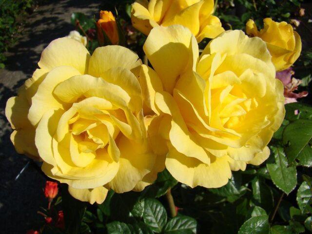 Yellow standard rose floribunda Arthur Bell (Arthur Bell)