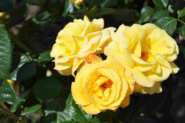 Yellow standard rose floribunda Arthur Bell (Arthur Bell)