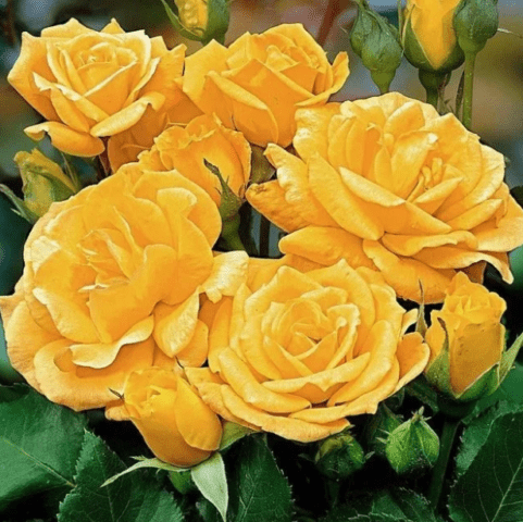 Yellow standard rose floribunda Arthur Bell (Arthur Bell)