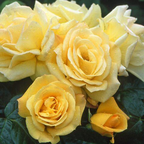 Yellow standard rose floribunda Arthur Bell (Arthur Bell)