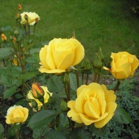 Yellow standard rose floribunda Arthur Bell (Arthur Bell)