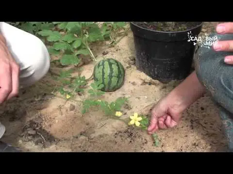 Yellow watermelon: breeding history, composition and beneficial properties, harm and contraindications, agricultural technology + popular varieties