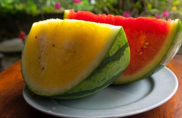 Yellow watermelon: breeding history, composition and beneficial properties, harm and contraindications, agricultural technology + popular varieties