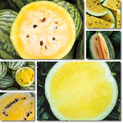 Yellow watermelon: breeding history, composition and beneficial properties, harm and contraindications, agricultural technology + popular varieties