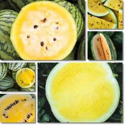 Yellow watermelon: breeding history, composition and beneficial properties, harm and contraindications, agricultural technology + popular varieties