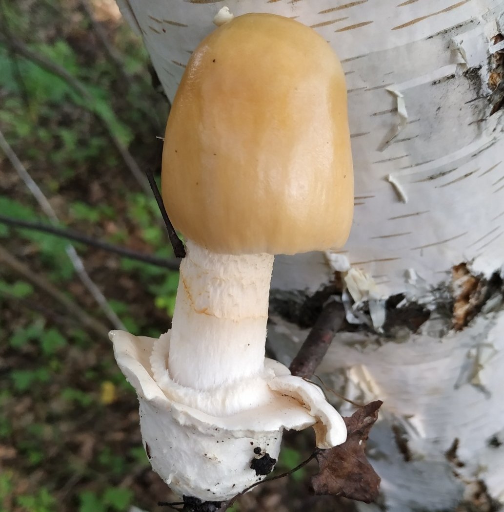 Yellowing float (Amanita flavescens) photo and description