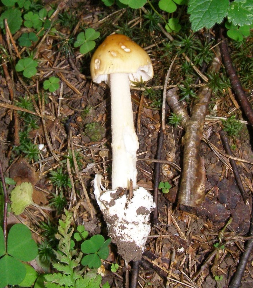 Yellowing float (Amanita flavescens) photo and description