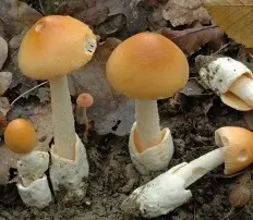 Yellowing float (Amanita flavescens) photo and description