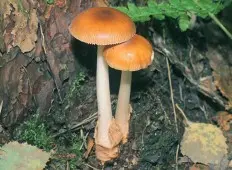Yellowing float (Amanita flavescens) photo and description