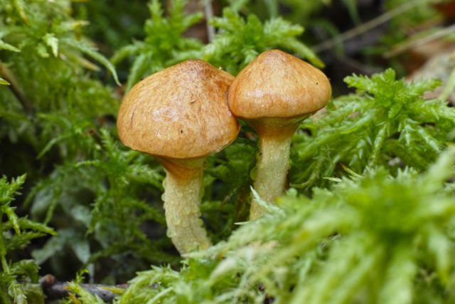 Yellowish butterdish (marsh, Suillus flavidus): photo and description, features