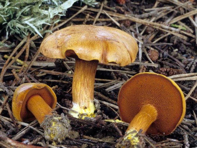 Yellowish butterdish (marsh, Suillus flavidus): photo and description, features