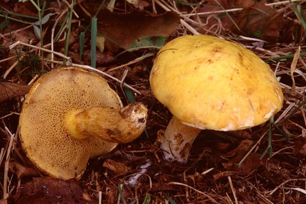 Yellowish butterdish (marsh, Suillus flavidus): photo and description, features