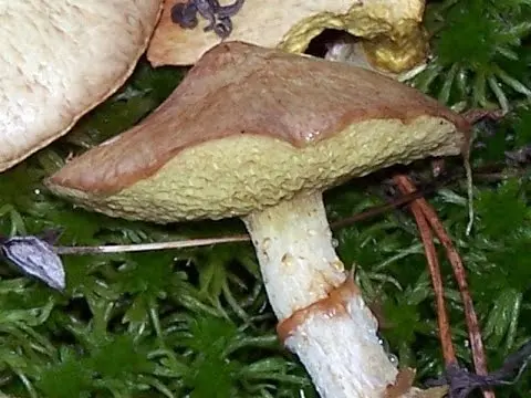 Yellowish butterdish (marsh, Suillus flavidus): photo and description, features